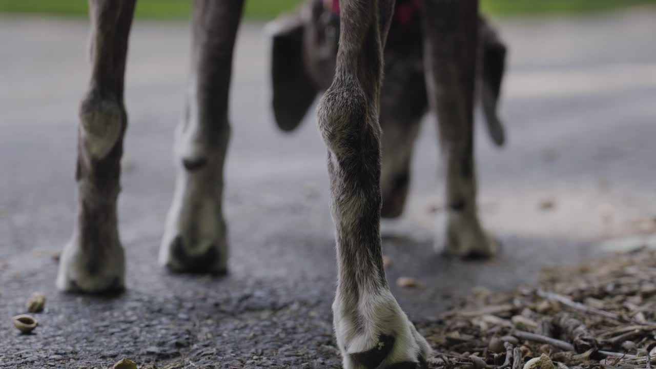 A senior dog smells around on a morning walk