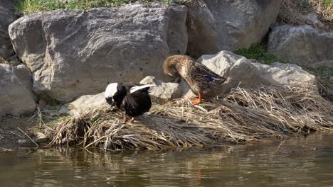 dos patos reales acicalándose en la orilla del arroyo yangjaecheon en seúl, corea del sur - ángulo alto, toma amplia