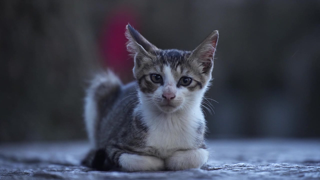 A kitten sitting peacefully on the concrete grounds