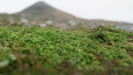 Un-Primer-Plano-De-Una-Planta-De-Enebro-Alpino-Da-Paso-A-La-Cumbre-De-Una-Montaña-En-El-Fondo-Como-Estantes-De-Enfoque-A-Través-De-Un-Campo-De-Rocas