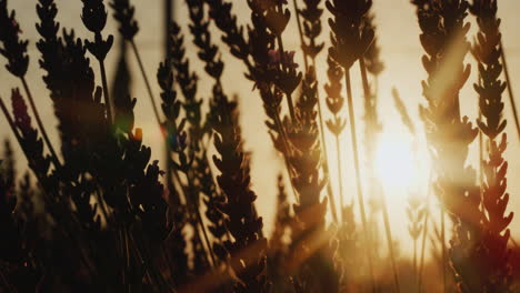 Row-of-lavender-bushes-at-sunset.-4k-video