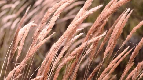 Dry-grass-blowing-in-the-wind