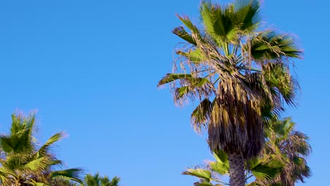 Palm Trees Under a Clear Blue Sky