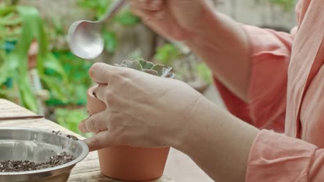 succulent plants on a garden being cared by a mature woman's hands