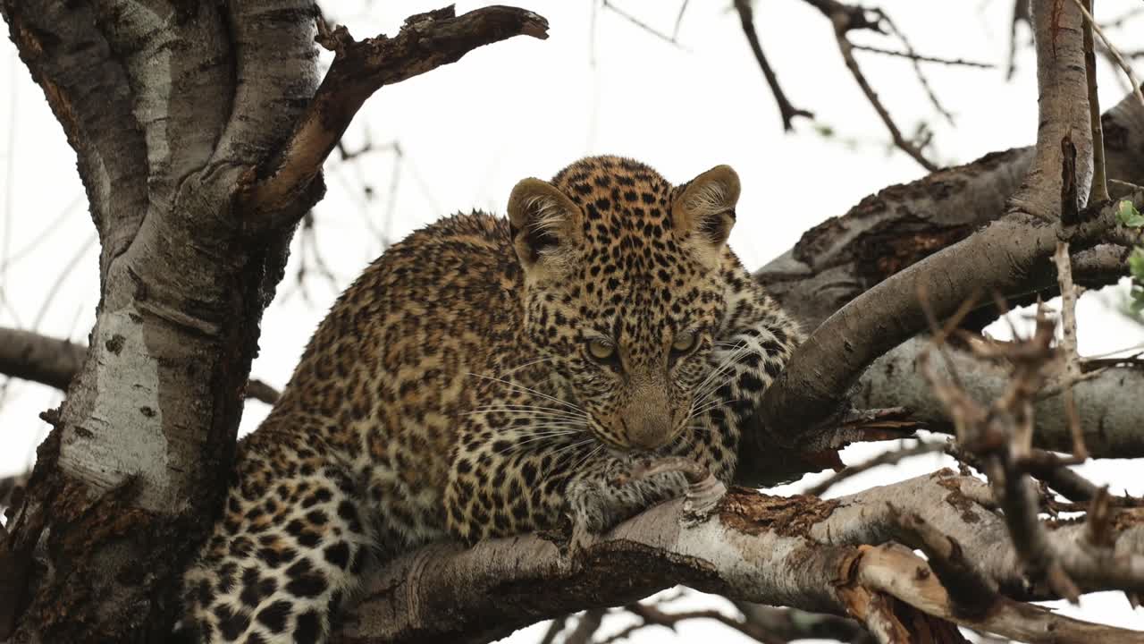 Medium shot of a young leopard cub lying in a tree, licking its front paw and looking into the distance on a rainy day, Mashatu Game Reserve.