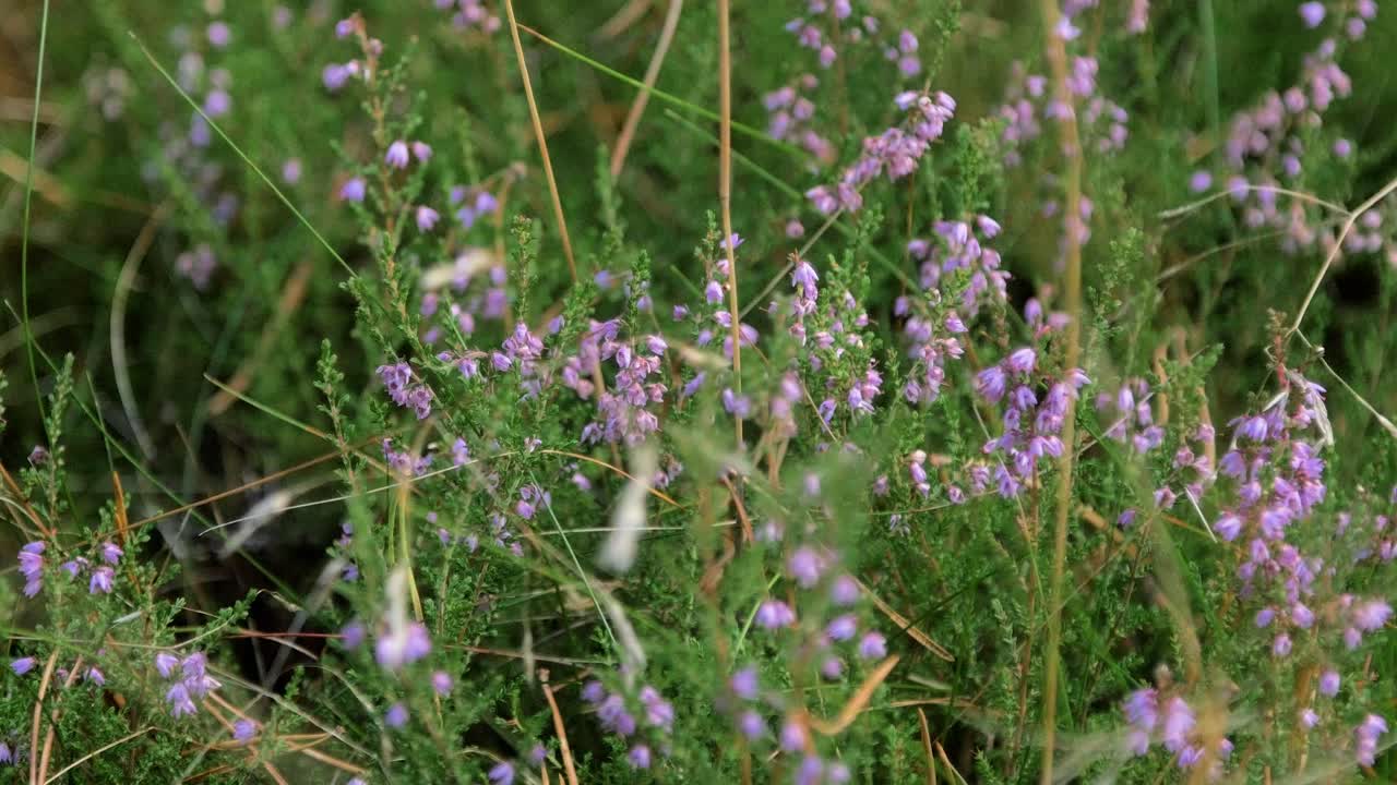 brezo floreciente púrpura balanceándose con viento fuerte, bosque de pinos costeros en otoño, profundidad de campo poco profunda, tiro de cierre manual