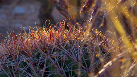 hand shot of desert plants in arizona