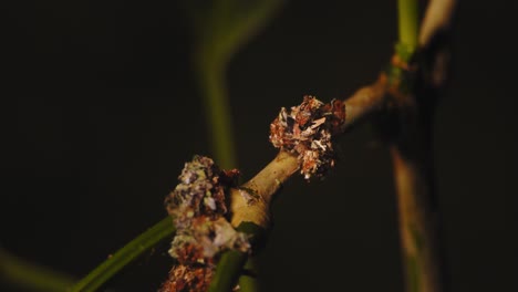 trash bug finishes eating its prey and then moves ahead and interacts with one more of its kind