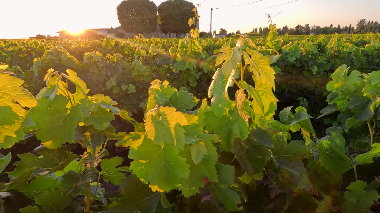 Tramonto che illumina un vigneto lussureggiante a Saint-Émilion, Francia