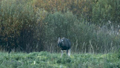 Wilder-Kleiner-Elch,-Der-Gras-In-Der-Abenddämmerung-Der-Wiese-Frisst