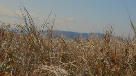 grass at the top of the hill