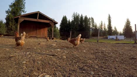 hen grazing in the farm 4k