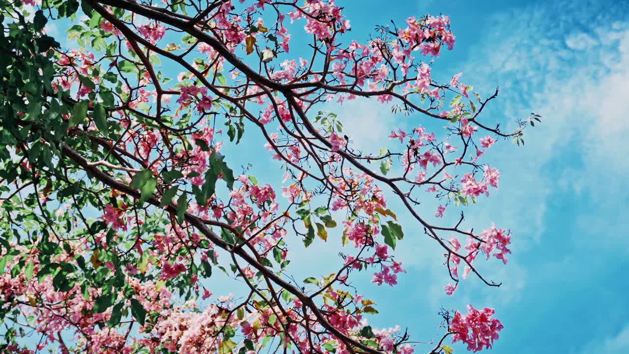 Blooming pink Tecoma trees (Tabebuia rosea), known locally as the 'Malaysian Sakura,' in full bloom under a bright blue sky with wispy clouds