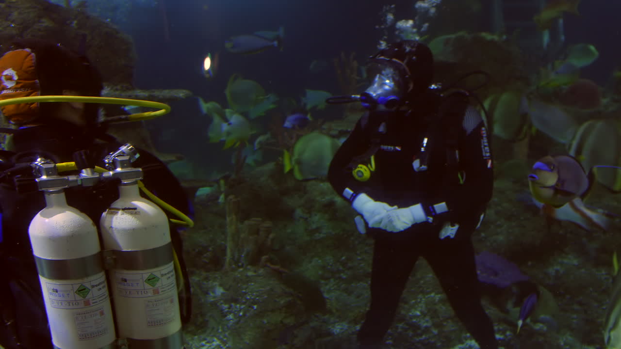 Two scuba divers interact underwater surrounded by tropical fish. Both divers wear full gear with oxygen tanks, while a curious fish swims closely by, adding to the vibrant marine environment