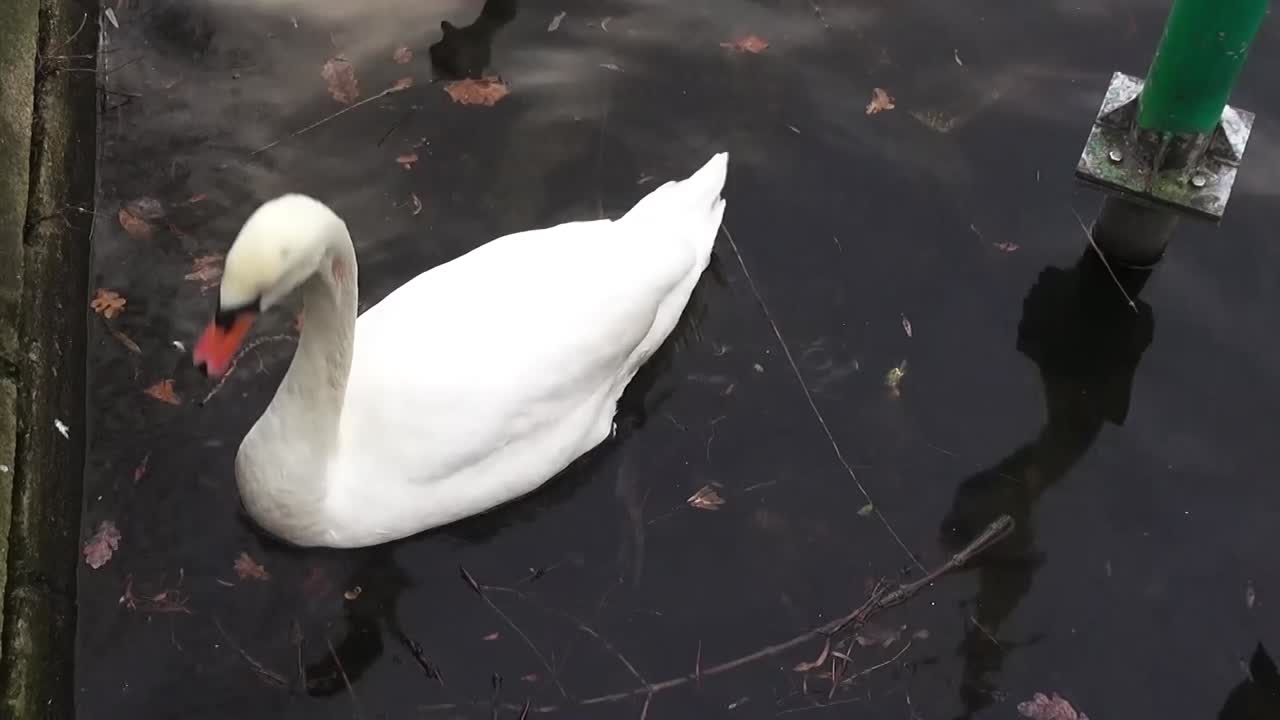 b swan simming hacia nosotros 6 segundos hd 50 fps 00319