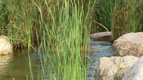 spring river flowing rock boulders and grass reed