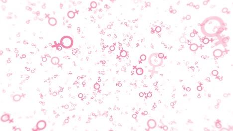a white background with pink female symbols falls. gender signs animated elements in a simple seamless loop