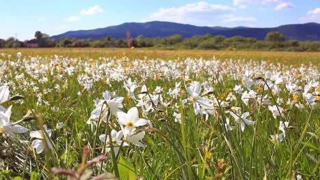 daffodils field in spring day. daffodils growing near the mountains