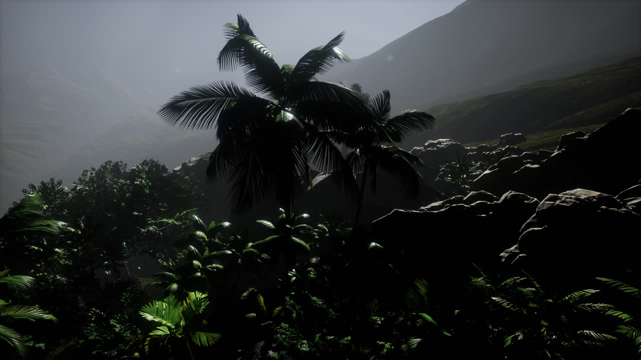 los rayos del atardecer a través de las palmeras