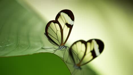 butterfly macro 10