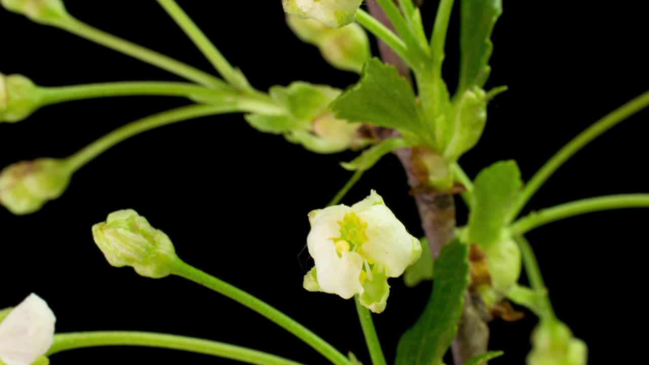 цветение вишни птицы. временный лапш 4к, с альфа-каналом альфа с черным фоном.