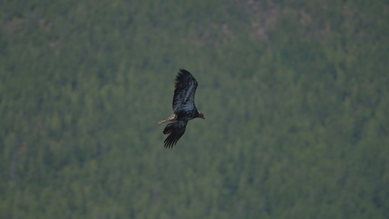 águila atrapando peces en el océano en canadá