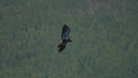 eagle catching fish in the ocean in canada