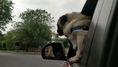 lindo cachorro pug disfrutando de un paseo en coche