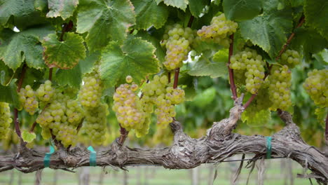 grapes hanging from a vine