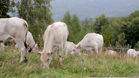 grazing cows eating the grass