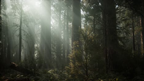 Sunset-on-the-Giant-Forest,-Sequoia-National-Park,-California