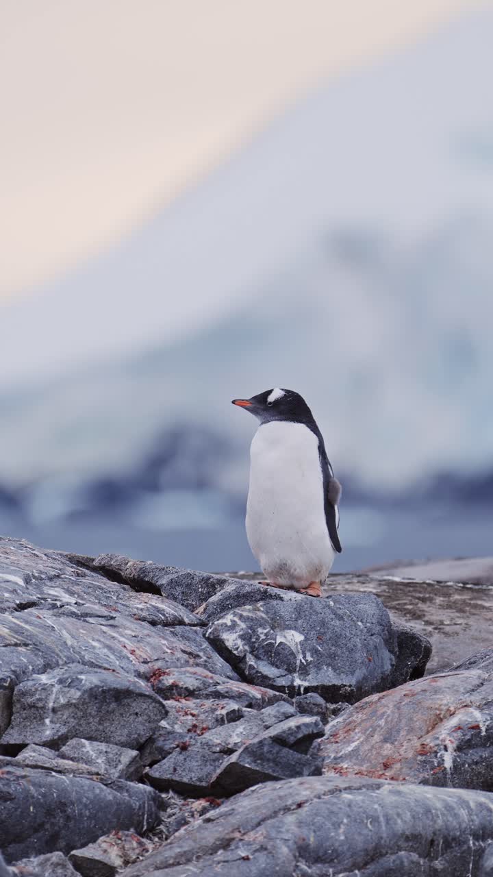 pingüinos al atardecer en la antártida, pingüinos gentoo y antártida vida silvestre y animales en la península antártica al amanecer, video vertical para redes sociales, instagram reels y tiktok