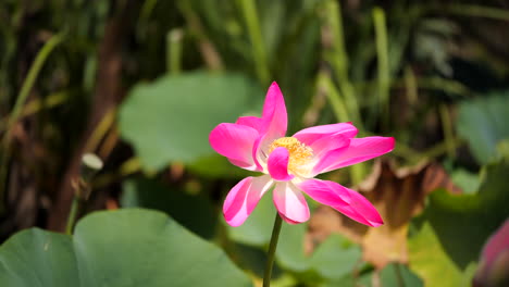 lotus flower up close