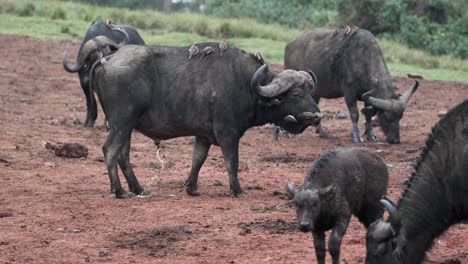 un rebaño de búfalos del cabo con picos de buey en sus espaldas en el parque safari en kenya, africa oriental