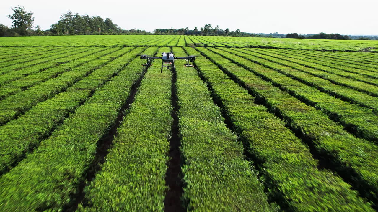 Filmato di un drone agricolo che vola sopra una bellissima e lussureggiante piantagione di tè verde di Camellia sinensis