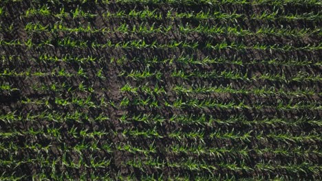 Aerial-drone-top-down-shot-over-green-corn-crops-growing-in-early-summer-in-North-Dakota,-USA-on-a-sunny-morning