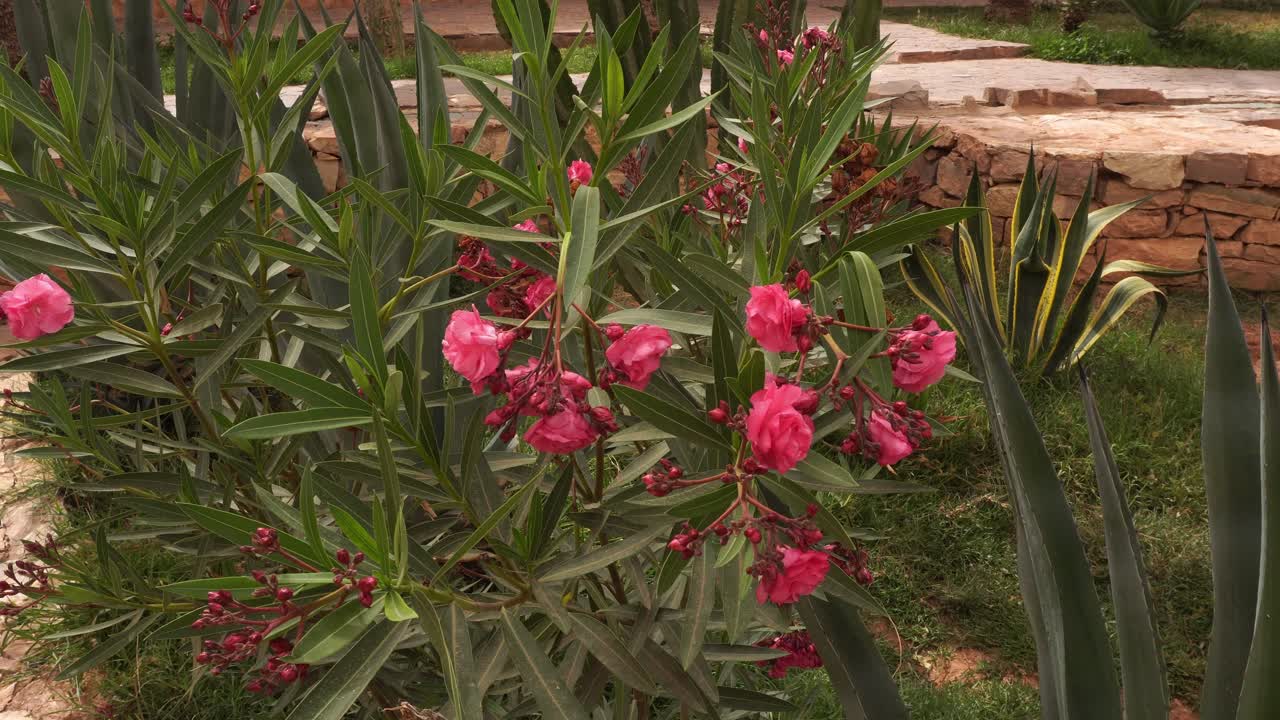 Beautiful bright red flowers swaying lightly and cheerfully in the wind, surrounded by abundant greenery