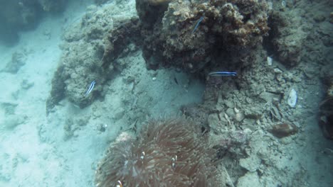 La-Cámara-Se-Mueve-De-Una-Familia-De-Peces-Payaso-Para-Mostrar-El-Paisaje-Submarino