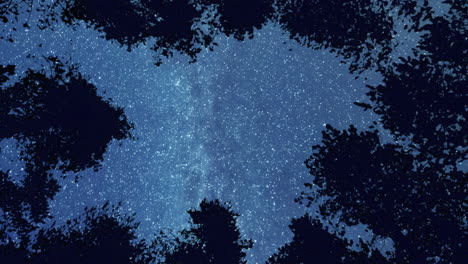 starry night in the forest zoom out ease