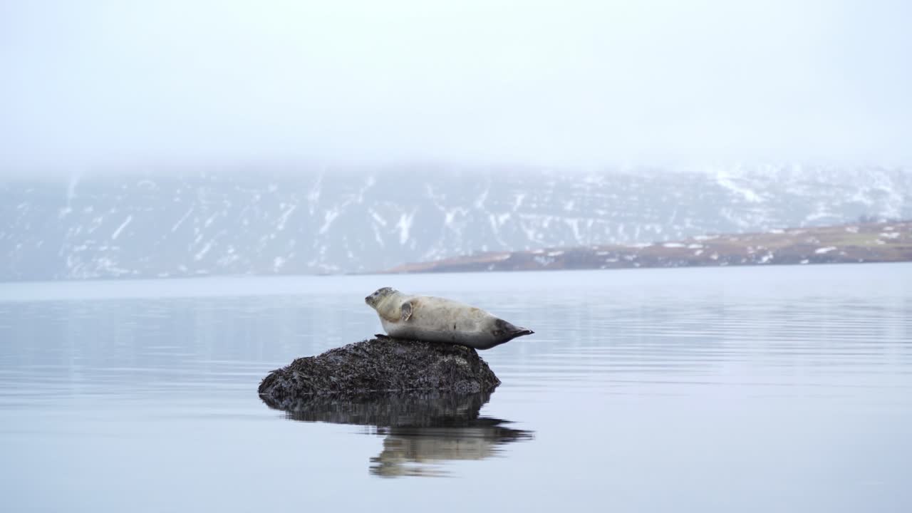 Playful harbor seal resting on the rock and posing cute for the camera. Steady close up shot