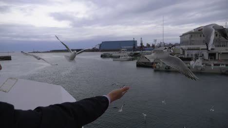 Person-feeding-group-of-seagulls-from-the-hand,-slow-motion