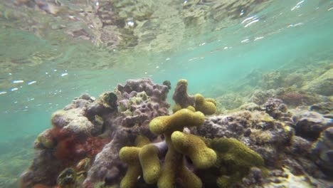 olas del océano llegando a la playa en el arrecife de coral en méxico