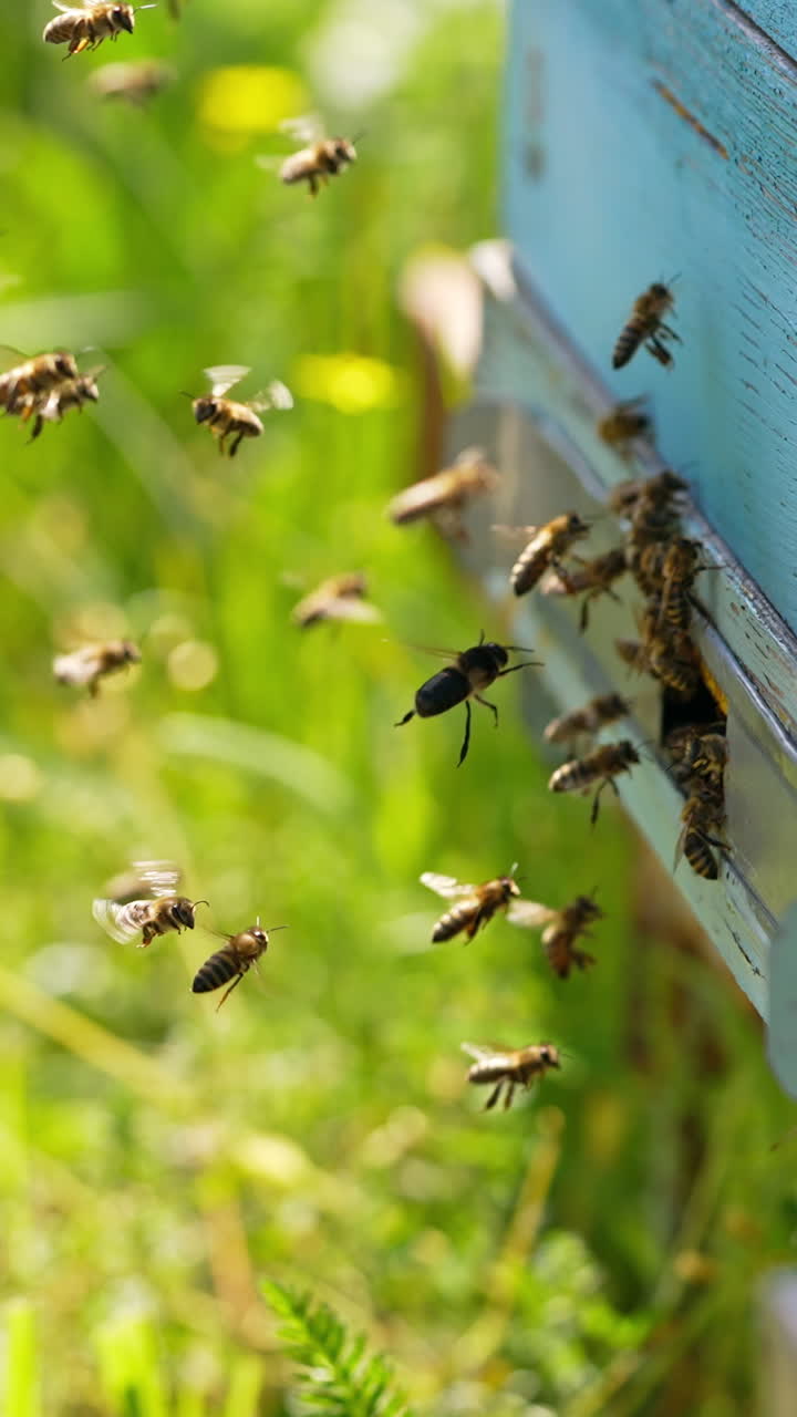 Busy bees coming back to their bee hive bringing nectar. Some insects hovering in the air. Green grass backdrop in blur. Vertical video