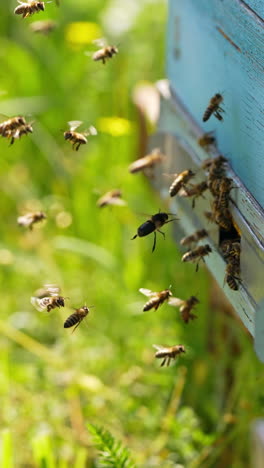 busy bees coming back to their bee hive bringing nectar. some insects hovering in the air. green grass backdrop in blur. vertical video