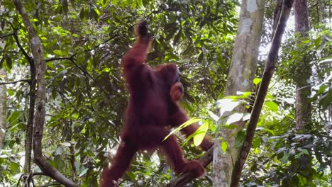 un orangután en la jungla de sumatra, indonesia