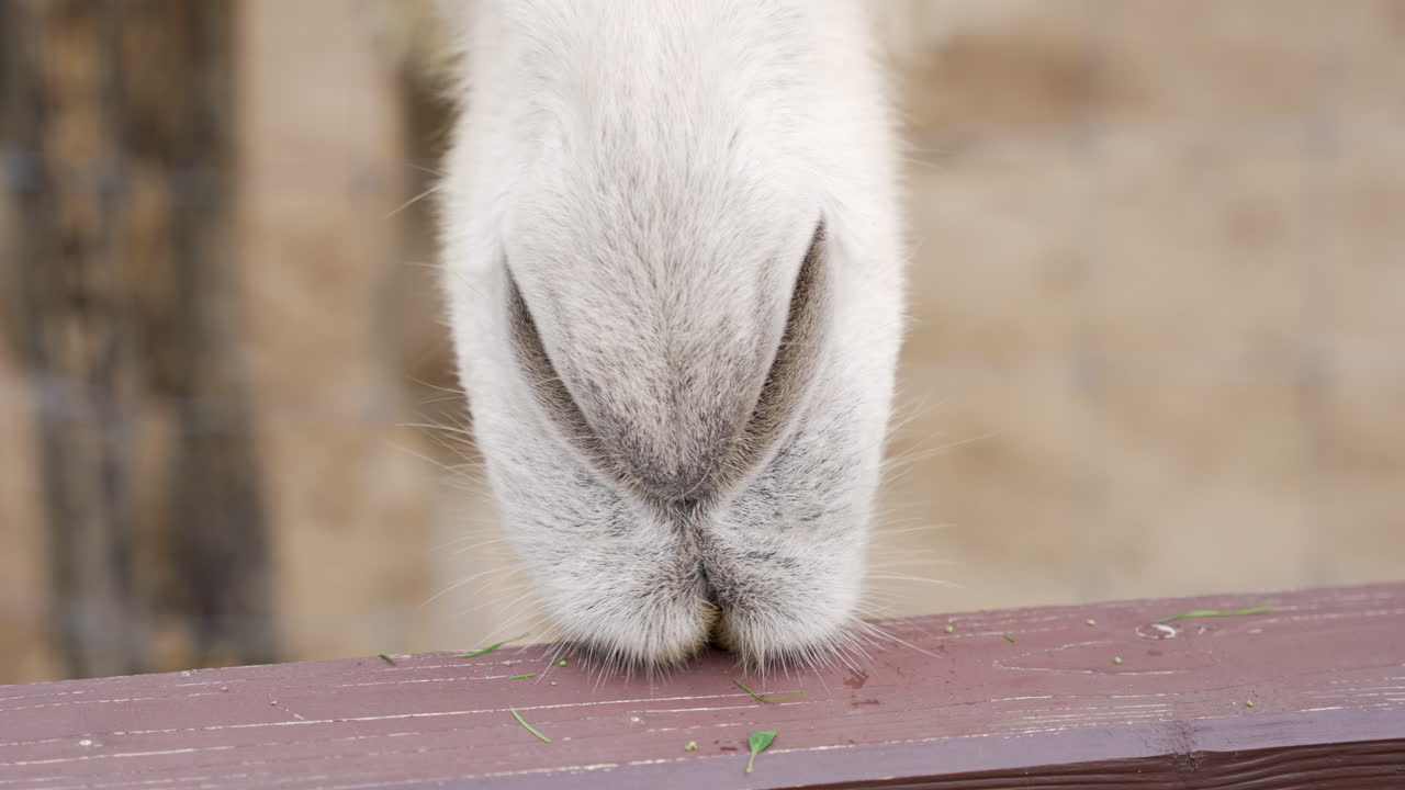 Close up of a camel's mouth chewing in slow motion