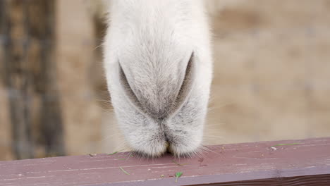 Close up of a camel&#039;s mouth chewing in slow motion