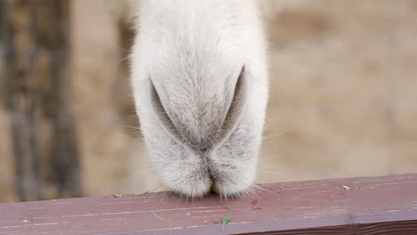 close up of a camel's mouth chewing in slow motion