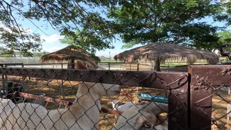 goat eating a carrot through a fence.