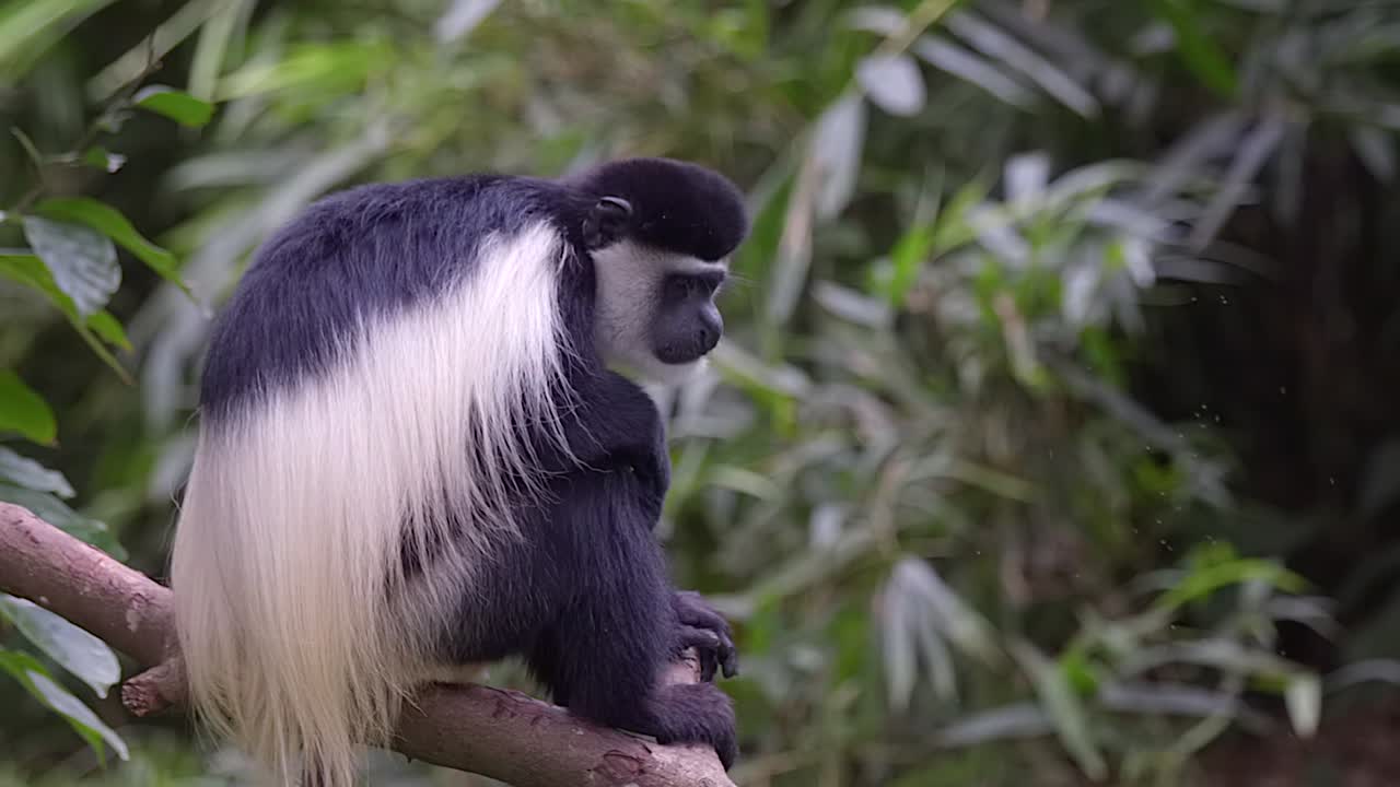 un solo mono colobo blanco y negro se relaja en una rama de árbol, toma de cuerpo completo